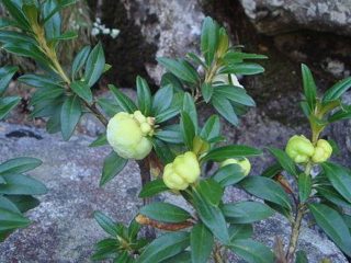 Rhododendron: bolesti i liječenje, fotografija