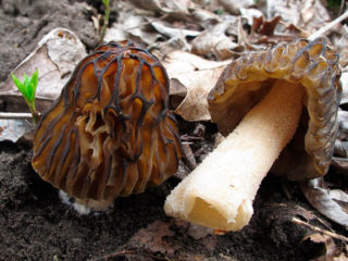 Morel semi-free: opis i zdjęcie