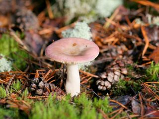 Birch russula: ako variť, fotografie a popis