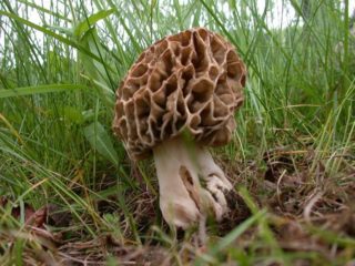 Morel grubonogie: opis i zdjęcie