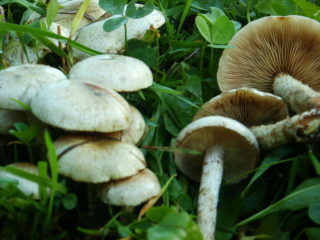 Squamoso giallo-verdastro (giallo-verde, gommoso): foto e descrizione