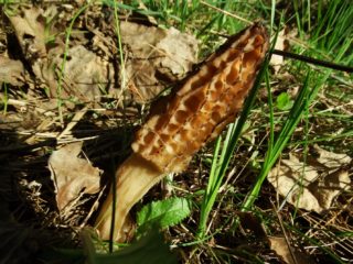 Dove crescono le spugnole nella regione di Mosca: carta dei funghi
