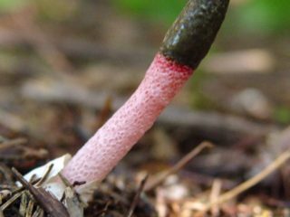 Smelly morel mushroom: opis i zdjęcie