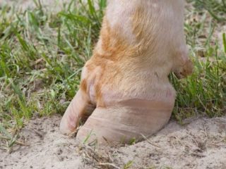 Corolla cellulitis u krowy: objawy, leczenie i rokowanie