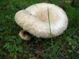 Fungo bianco (volnushka bianco): foto e descrizione