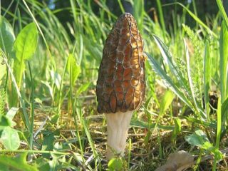 Morel jadalny: opis i zdjęcie
