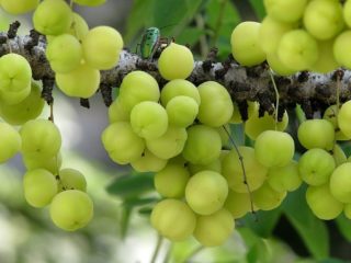 Amla indijska ogrozd: korisna svojstva, primjena u kozmetologiji, narodnoj medicini