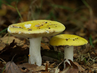 Russula zlatožltá: popis a fotografia