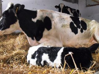 Ketoza bydła: co to jest, przyczyny i objawy, leczenie