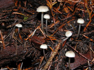 Colibia tuberosa (tuberosa, Gymnopus tuberosa): foto y descripción