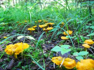 Ciuperci chanterelle: cresc în casă