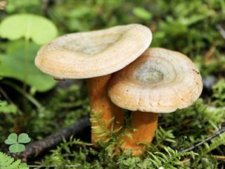 Ciupercă de molid (molid camelina): fotografie și descriere a modului de sărare și murare