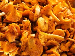 Este posibil să fii otrăvit de chanterelles: simptome, ce să faci