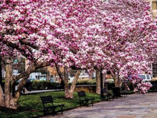 Magnolia: comment planter et entretenir en Crimée, en Sibérie, dans l'Oural, dans la voie du milieu, des photos en aménagement paysager