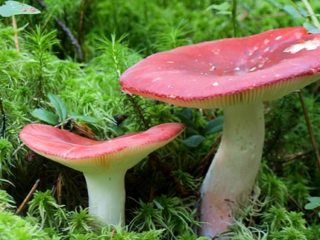 Može li se russula jesti sirova i zašto se tako zovu?