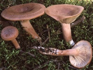 Cogumelo amargo (cogumelo do leite amargo, cogumelo amargo): foto e descrição de como molhar e salgar