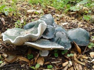 Stropharia himmelblå (himmelblå): foto og beskrivelse