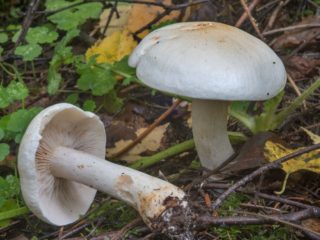 Chastoplatelny række: beskrivelse og foto