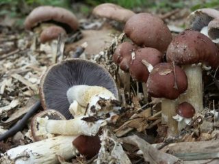 Stropharia rugosa-anulare (anulare): foto e descrizione