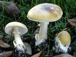 Falošná Russula: fotografie, príznaky otravy, ako ich rozlíšiť