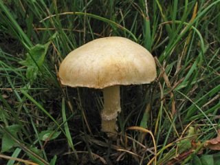 Corona di stropharia (stropharia rossa): foto e descrizione