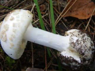 Galleggiante bianco: foto e descrizione