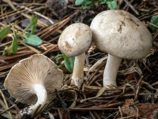 Appeso (appeso): foto e descrizione dei funghi