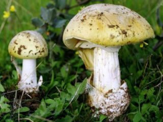 Champignon at maputlang toadstool: paghahambing, kung paano makilala