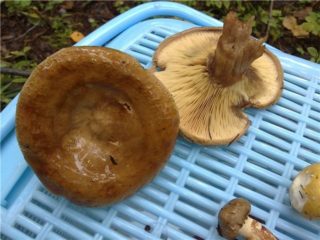 Cucinare i funghi di maiale: come salare, friggere, sottaceto