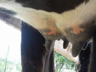 Warts ng uod ng baka: paggamot, larawan