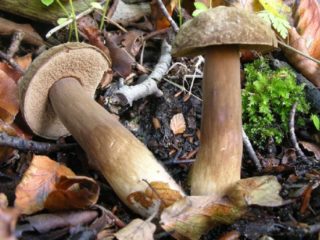 Porphyre porphyre: description et photo, comestibilité