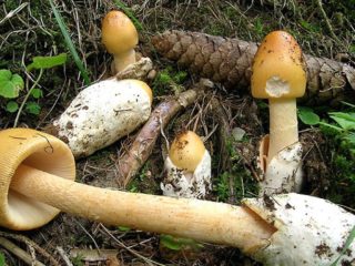 Galleggiante allo zafferano (zafferano, pestello zafferano): foto e descrizione di come cucinare