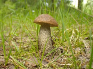 Vrganja: kako izgleda, gdje raste, jestiva ili ne