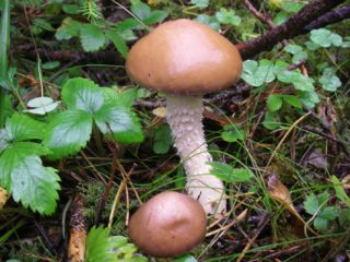 Stropharia Gornemann (Hornemann): foto e descrizione