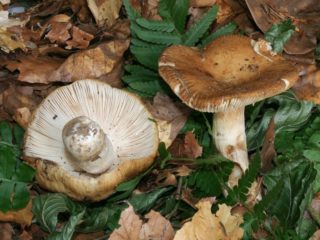 Mandľový Russula: fotografia a popis
