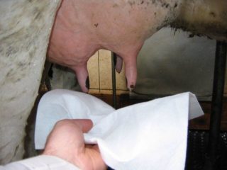 Paano gamutin ang mga basag na udder ng baka