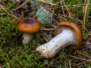 Slimy webcap: jadalne czy nie