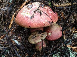 Boletus wolf: kung saan ito lumalaki, kung ano ang hitsura nito, larawan