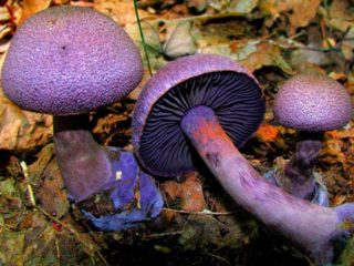 Teia de aranha roxa do cogumelo (teia de aranha roxa): foto e descrição