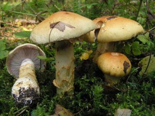 Cogumelo teia de aranha amarela (triunfal, teia de aranha amarela): foto e descrição, receitas