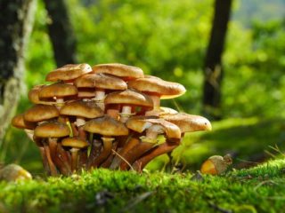 Intoxicație cu ciuperci false: simptome, prim ajutor, consecințe