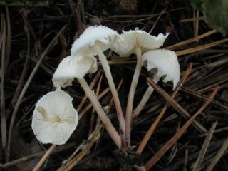 Cystolepiota Seminuda: opis i fotografija