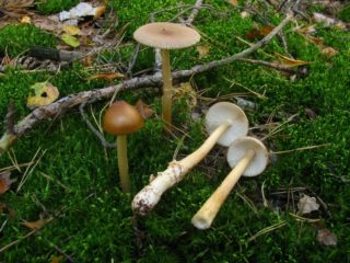 Float giallo-marrone (arancio amanita, giallo-marrone): foto e descrizione