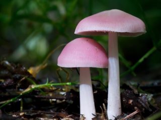 Mycena pink: aprašymas ir nuotrauka