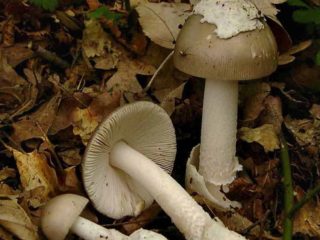 Galleggiante grigio (amanita vaginale): foto e descrizione