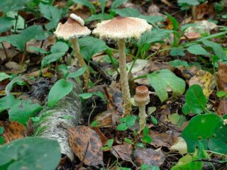 Lepiota inflamada: descripción y foto