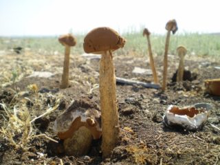 Баттарреи Веселковаиа: где расте и како изгледа