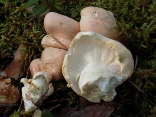 Albatrellus confluent (Albatrellus fused): popis, použití