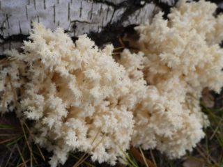 Coral Hericium (coral): foto e descrição, receitas, propriedades medicinais