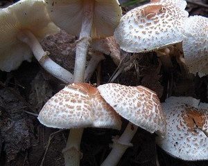 Hřeben na deštník (hřeben Lepiota): popis a fotografie